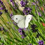 acidgxld from onlyfans